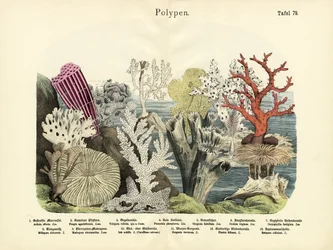 Polyps